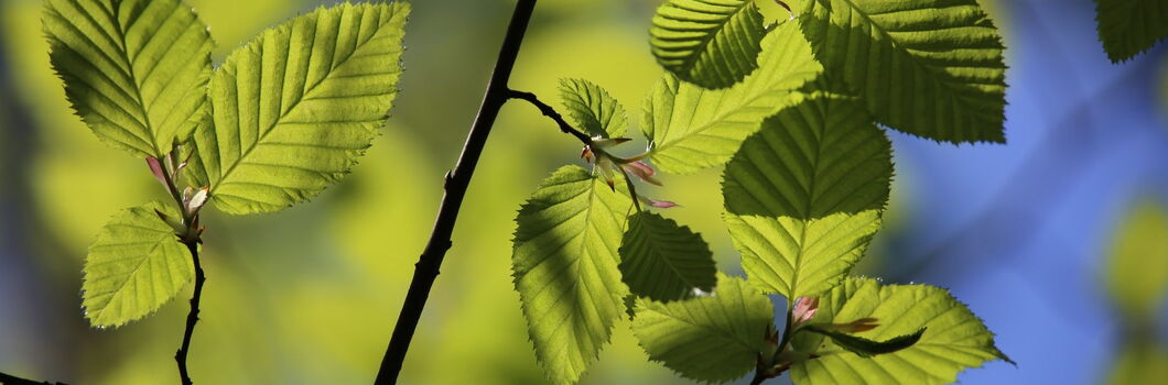 Biologische Vielfalt